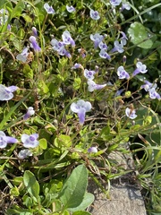 Lindernia grandiflora