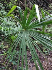 Rhapis excelsa