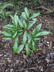 Ardisia crenata