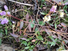 Persicaria criopolitana