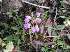 Persicaria criopolitana