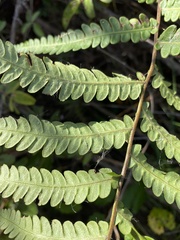 Anchistea virginica image