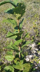 Coccoloba krugii × Coccoloba uvifera