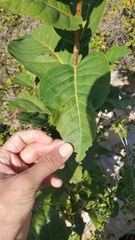 Coccoloba krugii × Coccoloba uvifera