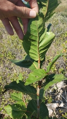 Coccoloba krugii × Coccoloba uvifera