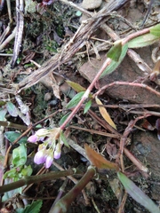 Persicaria criopolitana