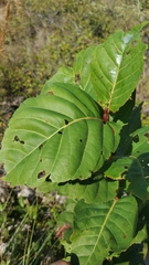 Coccoloba krugii × Coccoloba uvifera