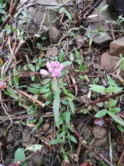 Persicaria criopolitana