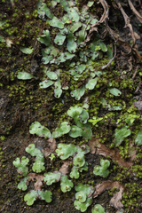 Marchantia paleacea