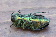 Hypoprasis elegans