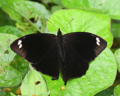 Corades pannonia