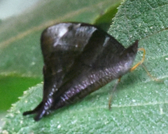 Corades pannonia