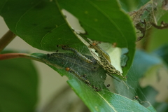 Epicorsia oedipodalis