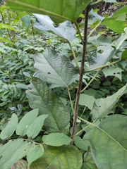 Clerodendrum cyrtophyllum