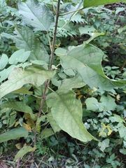 Clerodendrum cyrtophyllum