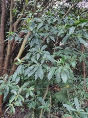 Elaeocarpus sylvestris