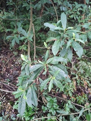 Elaeocarpus sylvestris