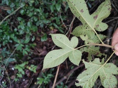 Liquidambar formosana