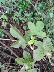 Liquidambar formosana