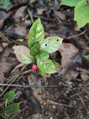 Ardisia japonica