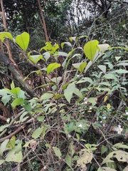 Callicarpa bodinieri