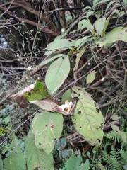 Callicarpa bodinieri