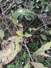 Callicarpa bodinieri