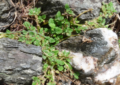Erodium maritimum