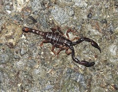 Chactas ozendai