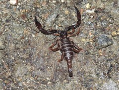 Chactas ozendai