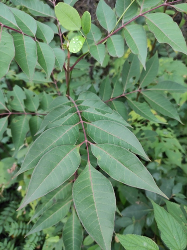 Choerospondias axillaris iNat (1)