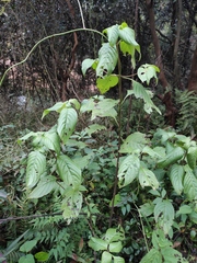 Mussaenda shikokiana