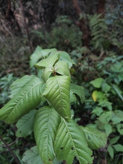 Mussaenda shikokiana
