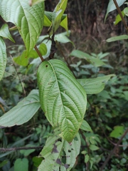 Mussaenda shikokiana