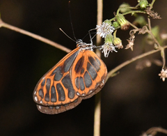 Ithomia eleonora