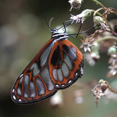Ithomia eleonora