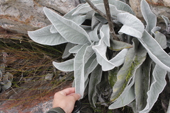 Hermas gigantea