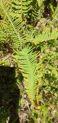 Dicranopteris nervosa