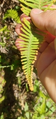 Dicranopteris nervosa