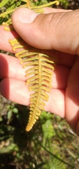 Dicranopteris nervosa