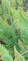 Dicranopteris nervosa