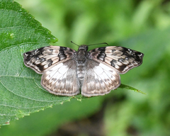 Mylon zephus