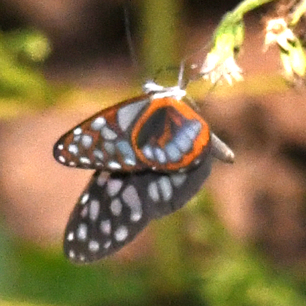Oleria attalia
