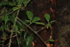 Photinia bodinieri