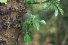 Photinia bodinieri