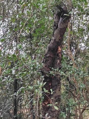 Photinia bodinieri