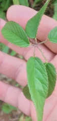 Rubus erythrocladus