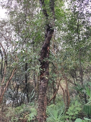 Photinia bodinieri