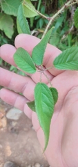Rubus erythrocladus