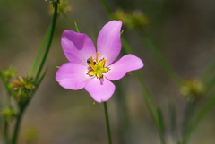 Sabatia grandiflora